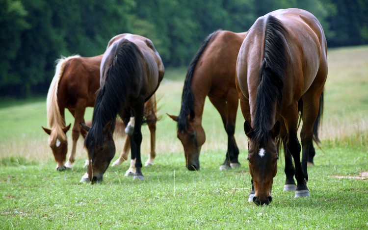 Fonds d'cran Animaux Chevaux Les chevaux