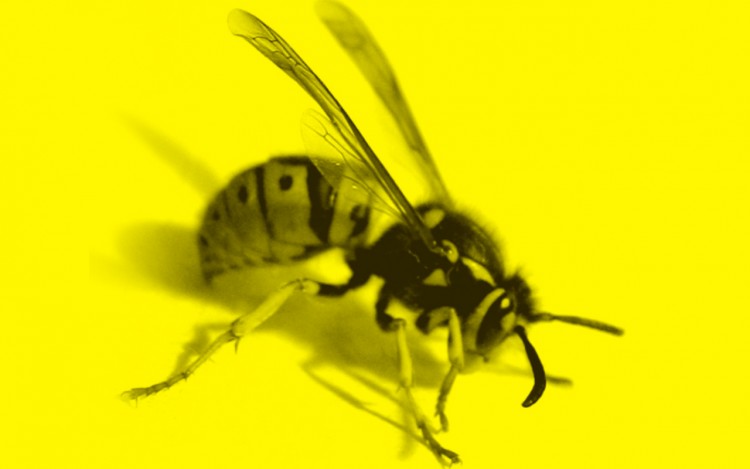 Wallpapers Digital Art Animals wasp