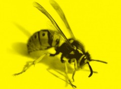 Wallpapers Digital Art wasp