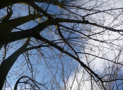 Fonds d'cran Nature une rencontre entre les nuages et les arbres