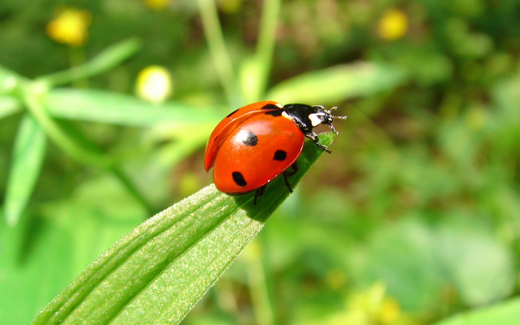 Wallpapers Animals Insects - Ladybugs Coccinelle