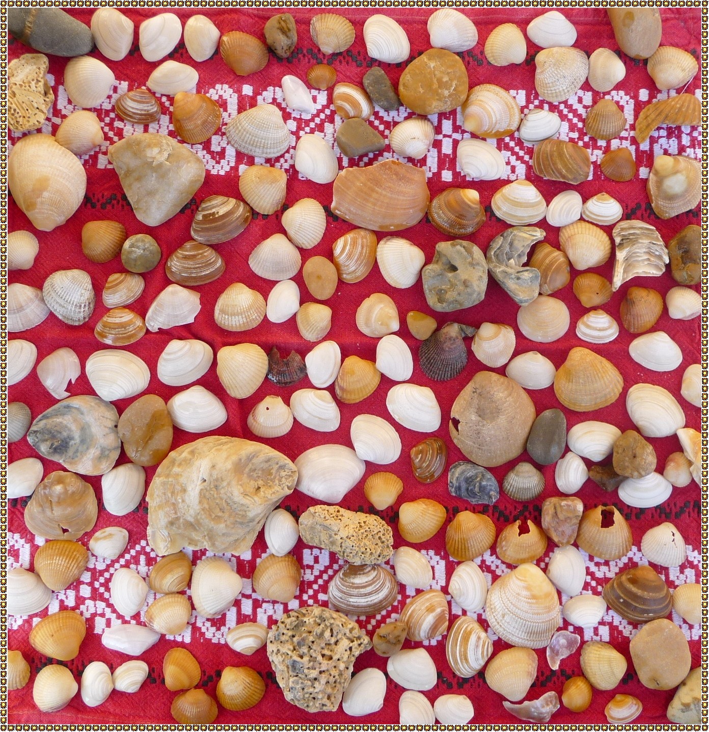 Fonds d'cran Nature Coquillages - Coquilles Tapis de mer