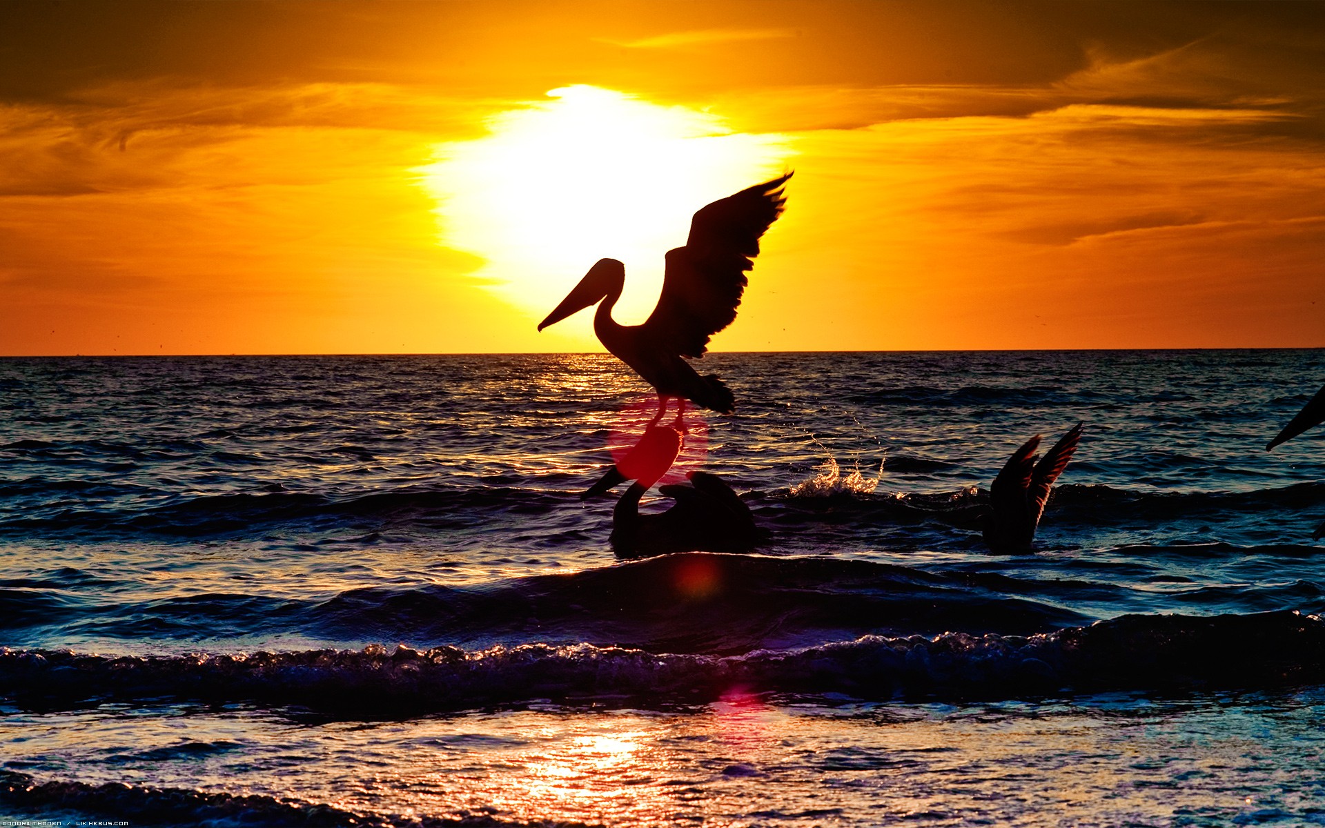 Wallpapers Animals Birds - Pelicans Envol au coucher