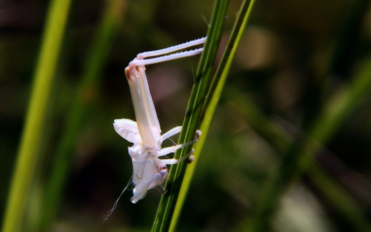 Fonds d'cran Animaux Insectes - Sauterelles et Criquets Mue Criquet