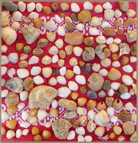 Wallpapers Nature Shells Tapis de mer