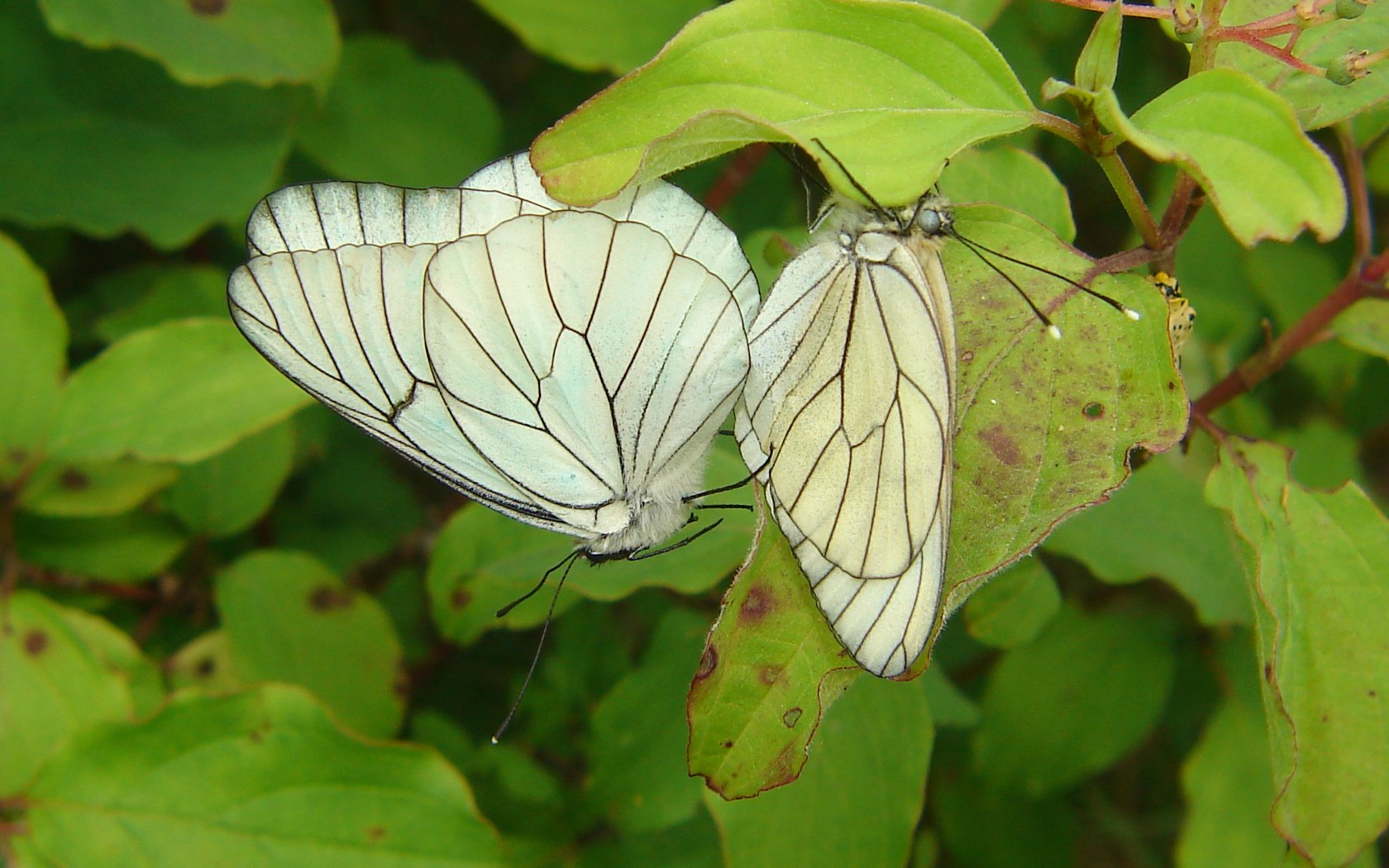 Fonds d'cran Animaux Insectes - Papillons Papillons blancs