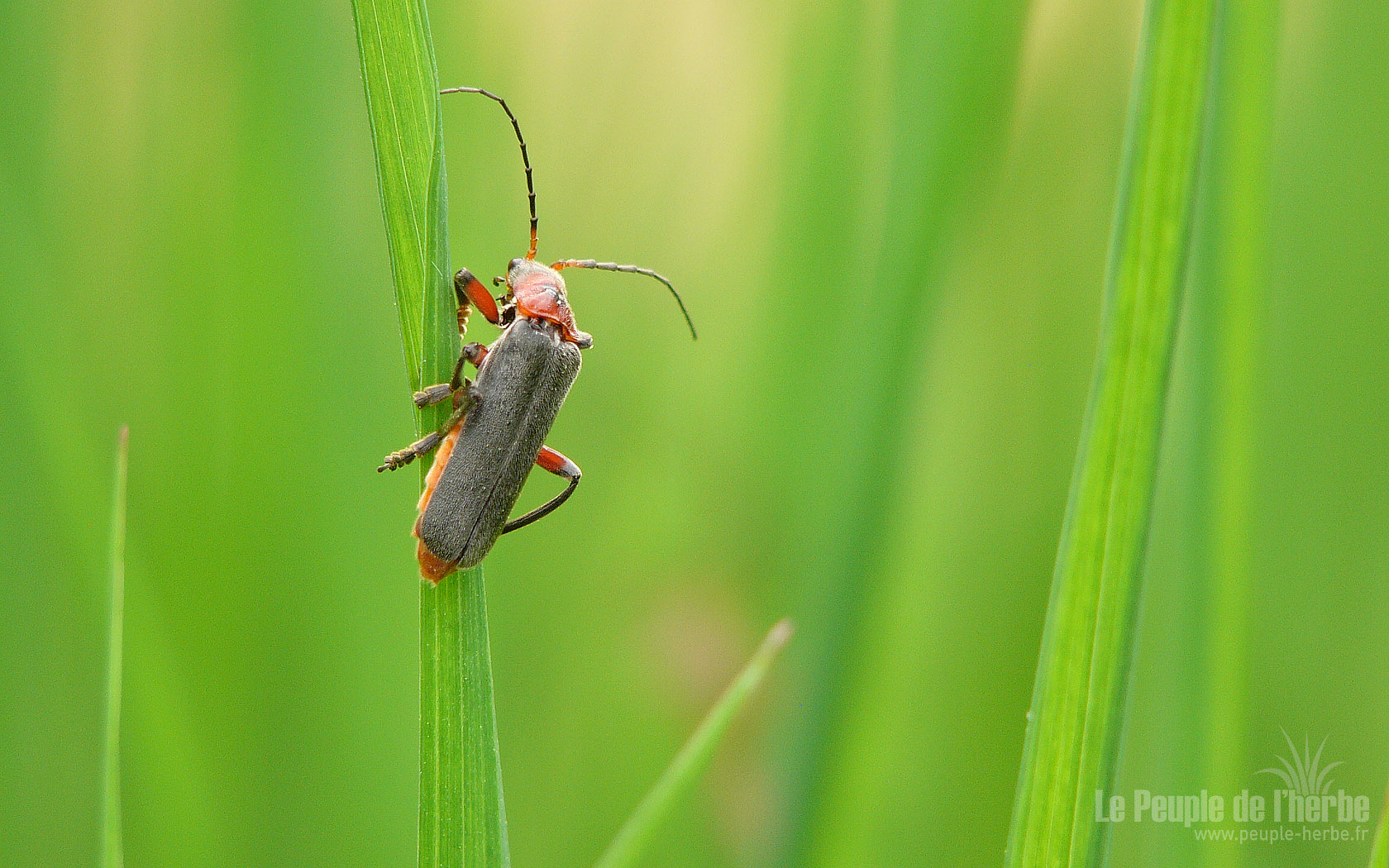 Fonds d'cran Animaux Insectes - Divers Macrophotographie insecte