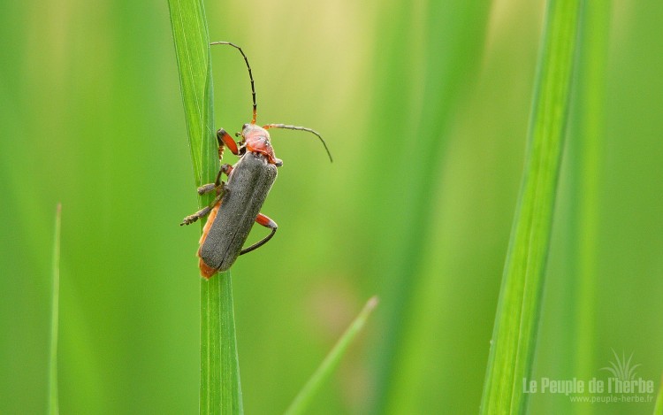 Fonds d'cran Animaux Insectes - Divers Macrophotographie insecte