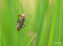 Fonds d'cran Animaux Macrophotographie insecte