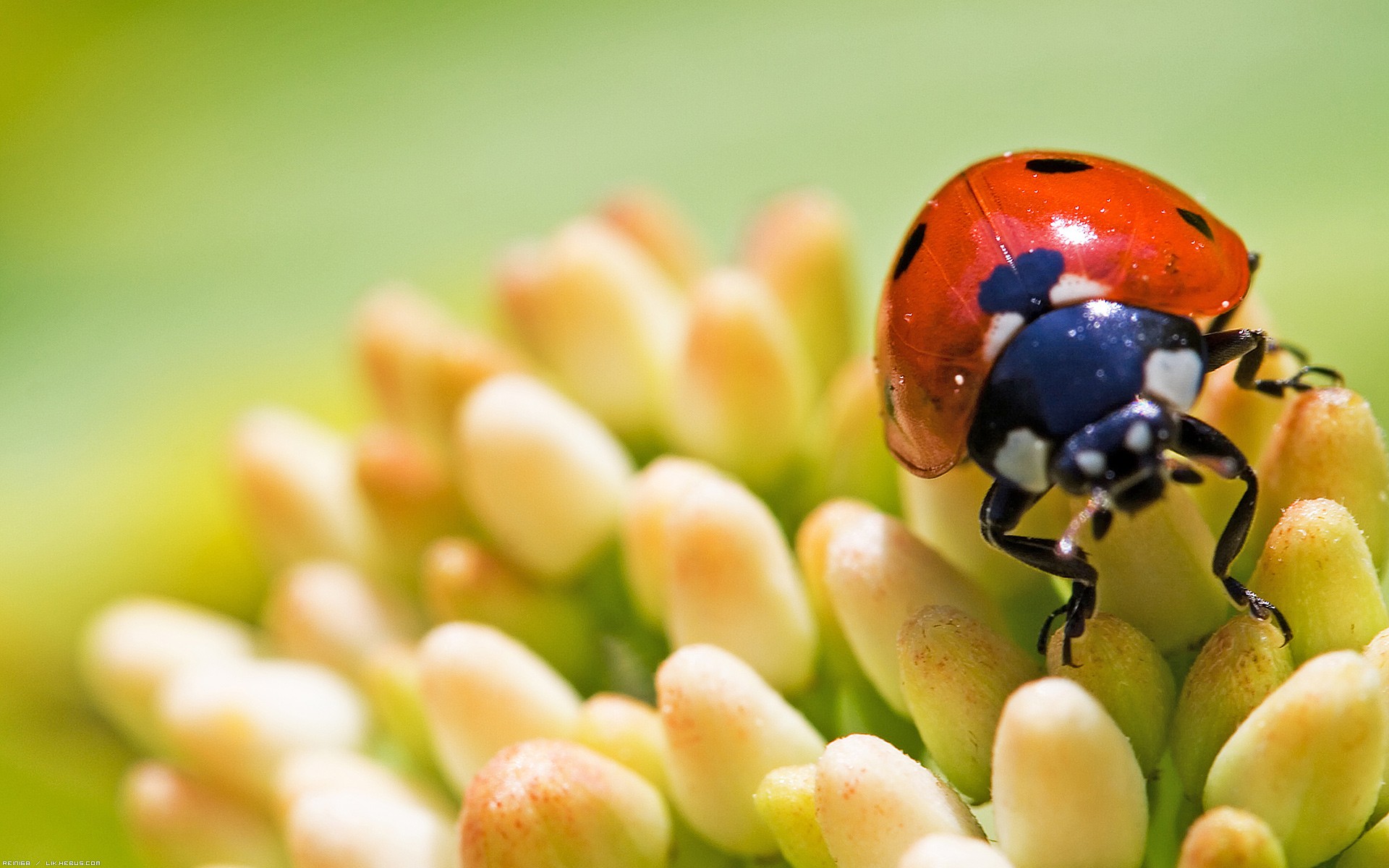 Wallpapers Animals Insects - Ladybugs Coccinelle et son anmone vgtale