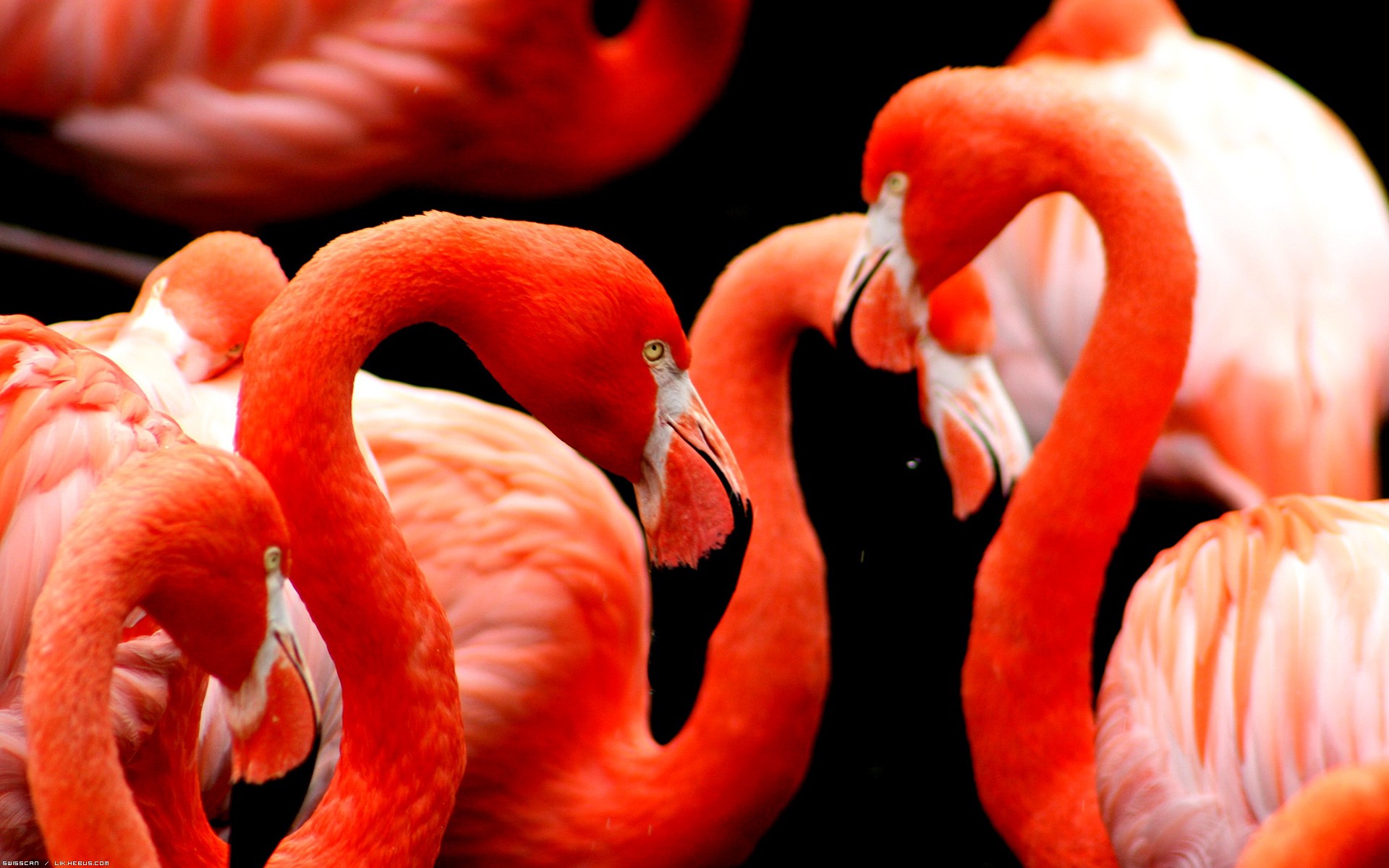 Wallpapers Animals Birds - Flamingos Flamands roses