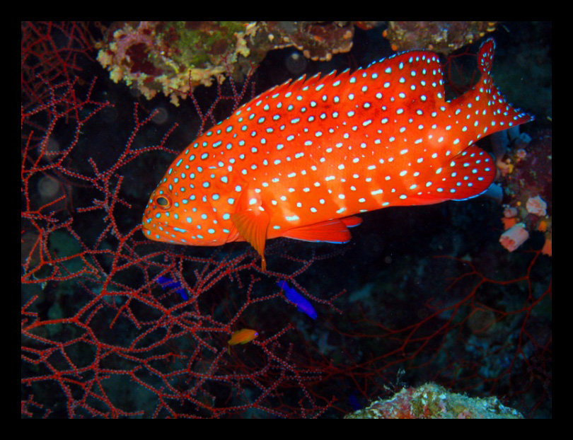 Fonds d'cran Animaux Vie marine - Poissons mrou rouge 