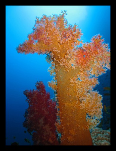 Fonds d'cran Animaux Vie marine - Poissons flore red sea 