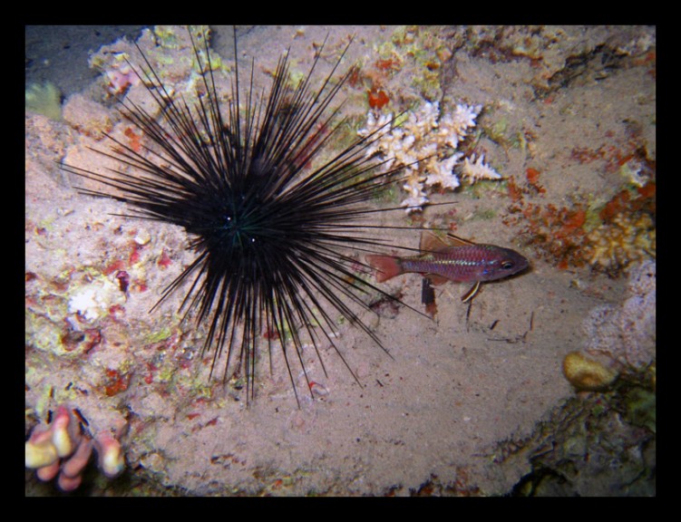 Fonds d'cran Animaux Vie marine - Poissons Diadme