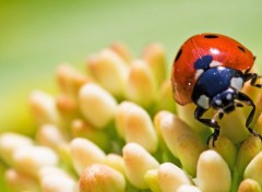 Wallpapers Animals Coccinelle et son anmone vgtale