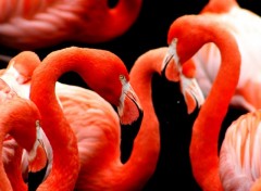 Wallpapers Animals Flamands roses