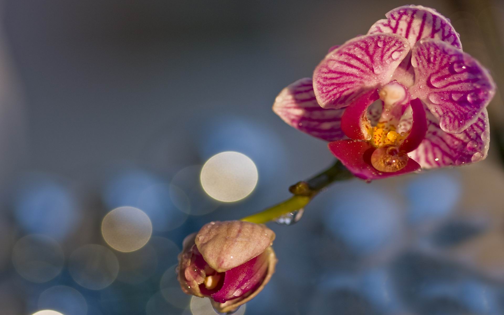 Wallpapers Nature Flowers Orchide