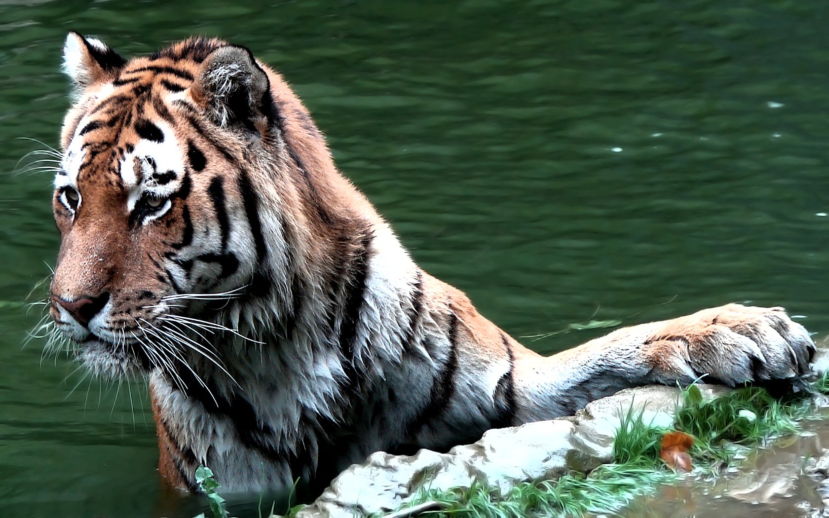 Wallpapers Animals Felines - Tigers Prends son bain