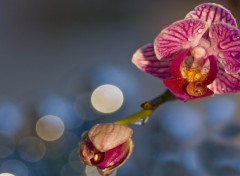 Wallpapers Nature Orchide