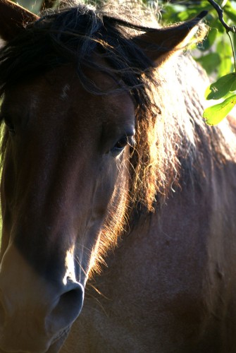 Fonds d'cran Animaux Chevaux Classique