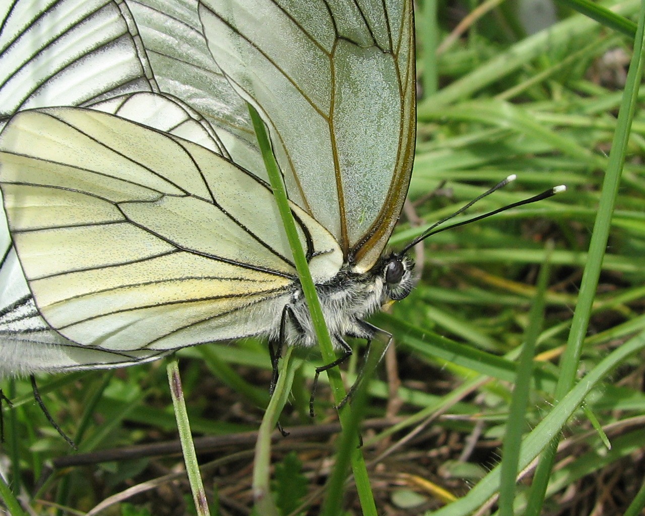 Fonds d'cran Animaux Insectes - Papillons Papillon / le gaz