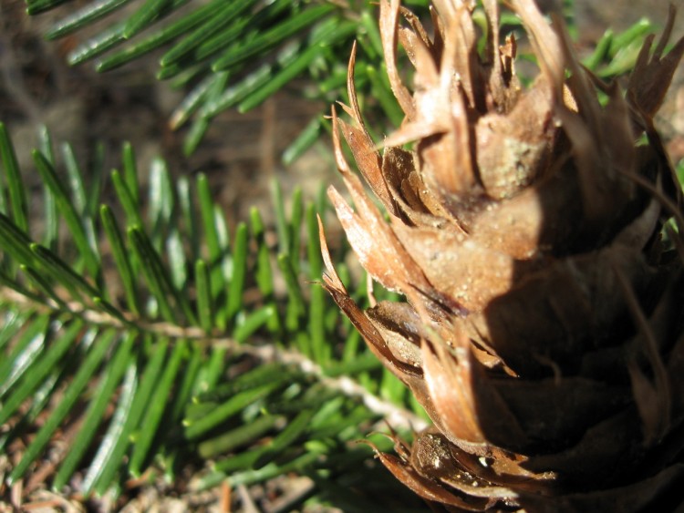 Wallpapers Nature Leaves - Foliage Pomme de pins sur son lit d'pines