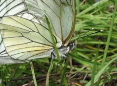 Fonds d'cran Animaux Papillon / le gaz