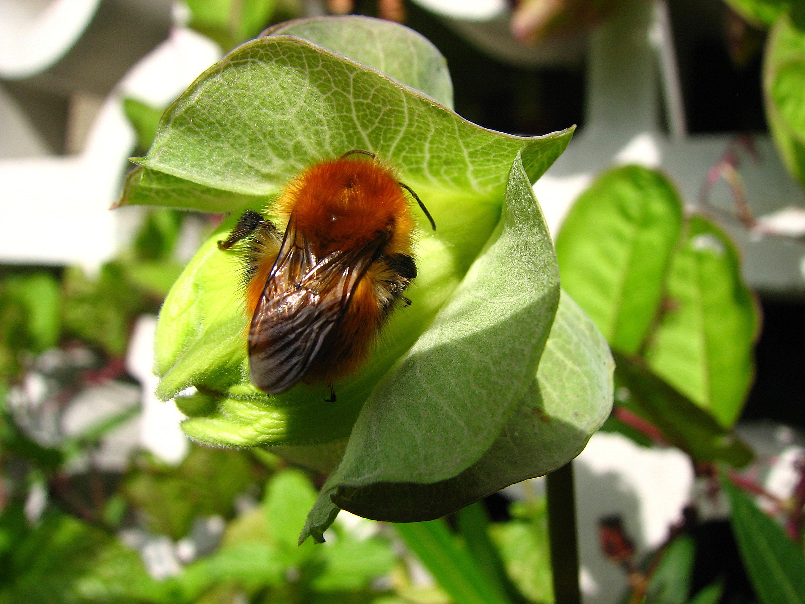 Fonds d'cran Animaux Insectes - Abeilles Gupes ... Bourdon sur un bouton de kob