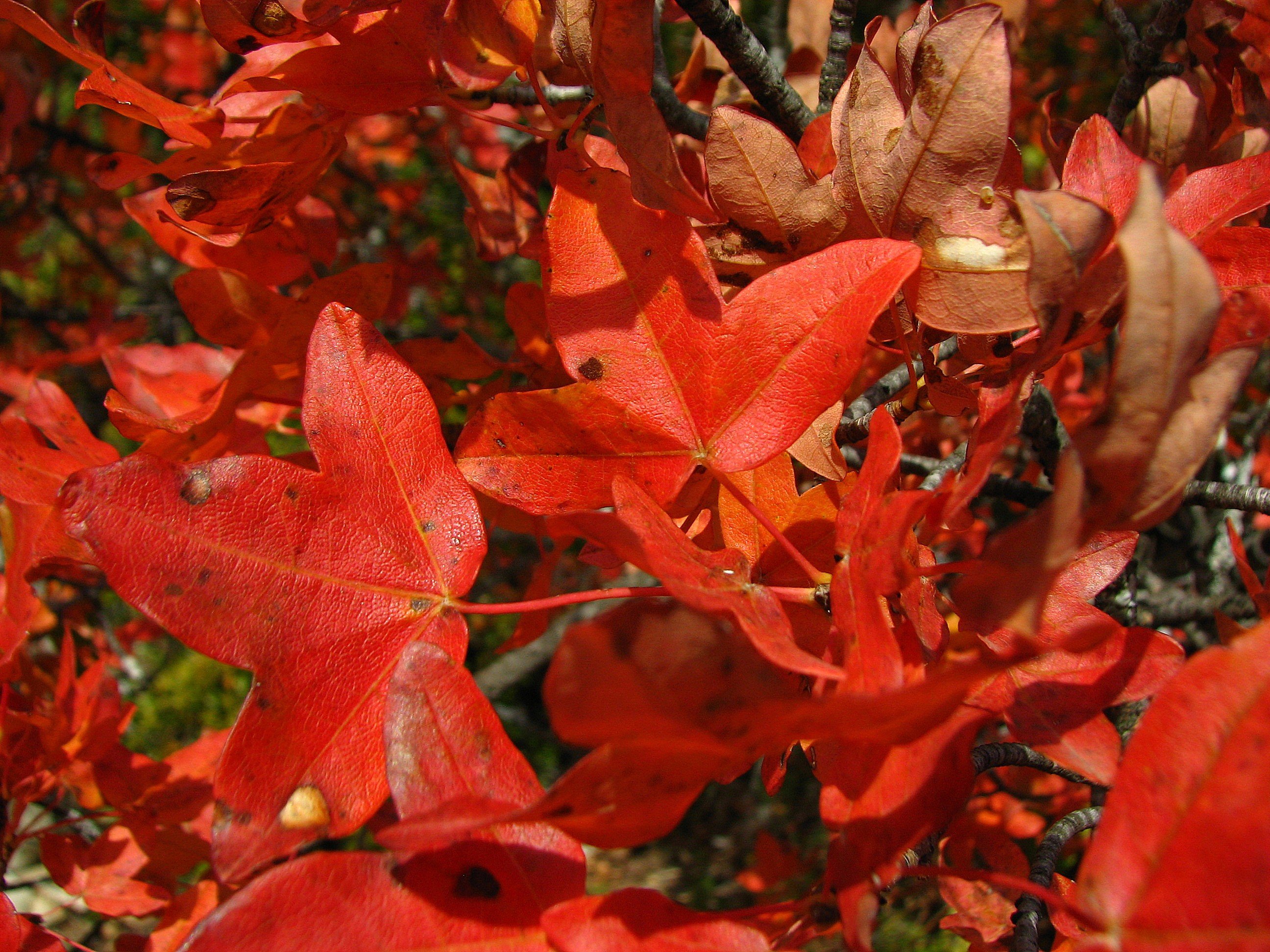 Wallpapers Nature Leaves - Foliage Feuilles d'erable