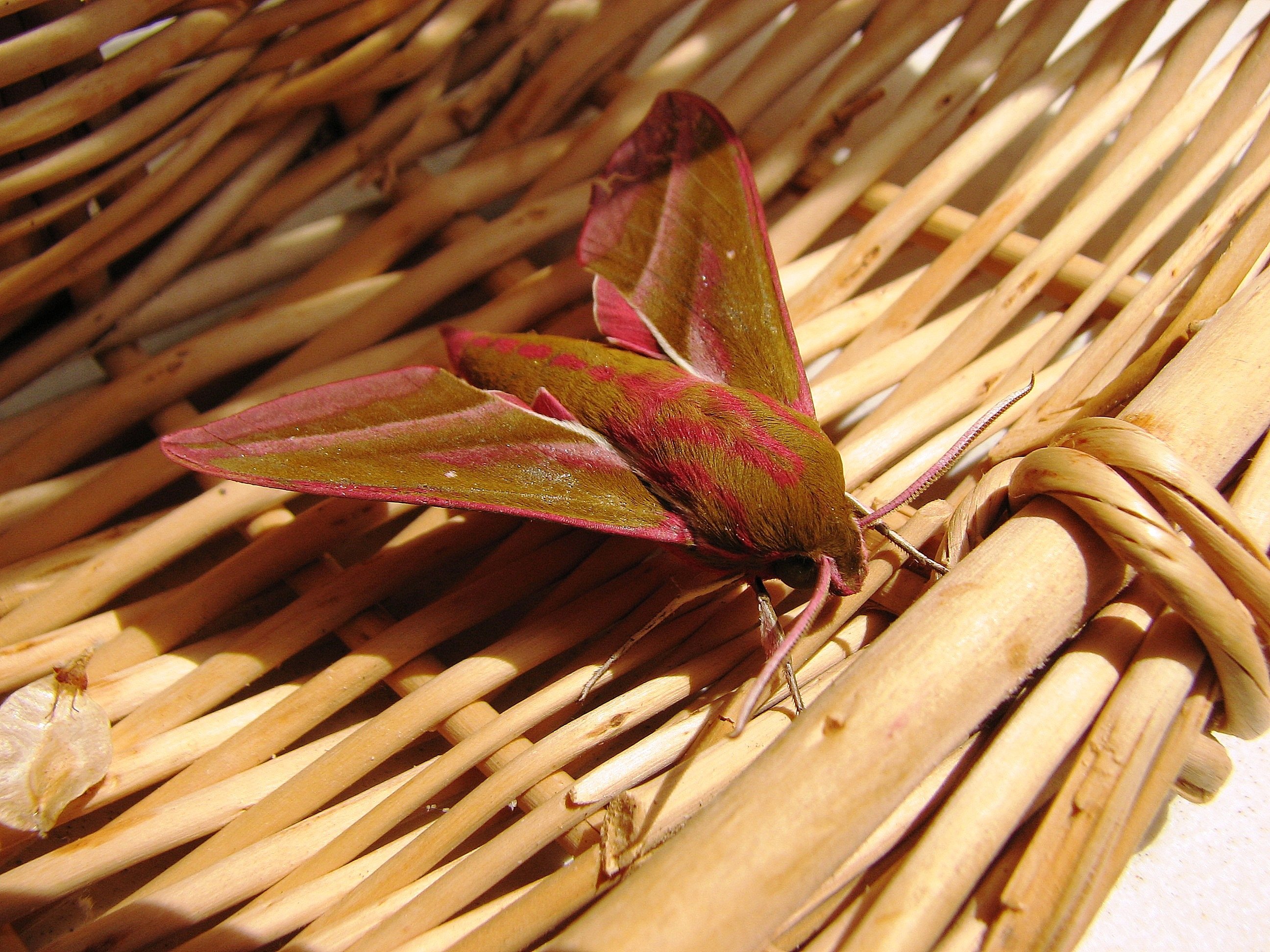 Fonds d'cran Animaux Insectes - Papillons Le Grand Sphynx de la vigne