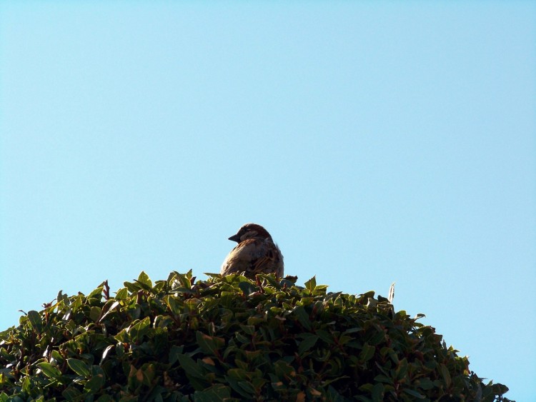 Fonds d'cran Animaux Oiseaux - Divers Un petit oiseau en prenant le soleil.