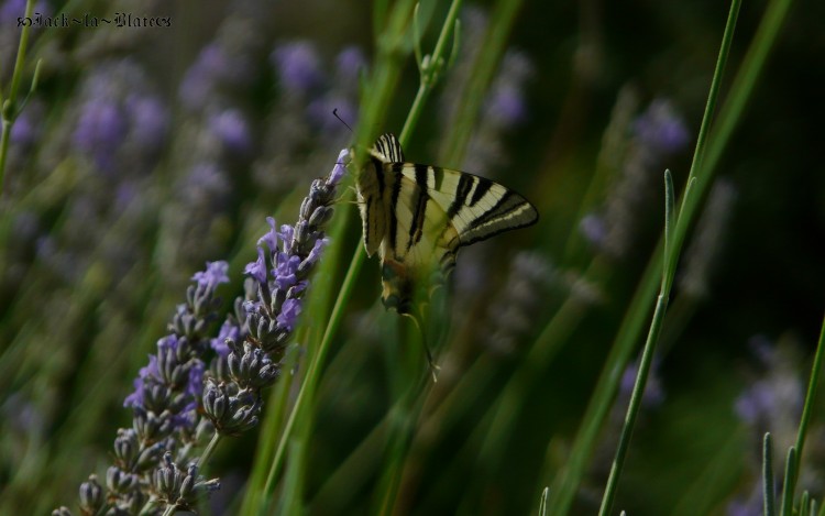 Fonds d'cran Animaux Insectes - Papillons papillon