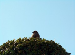 Fonds d'cran Animaux Un petit oiseau en prenant le soleil.