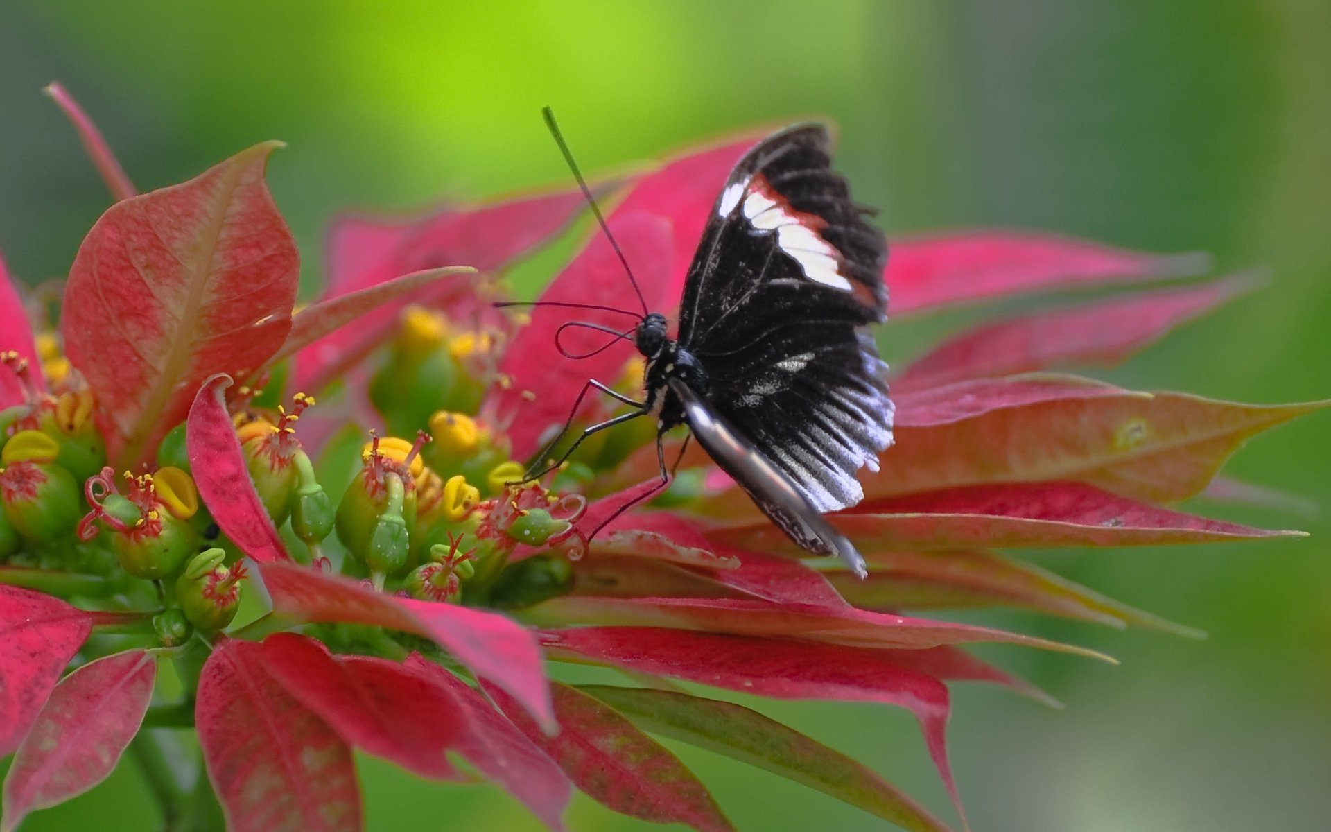 Wallpapers Animals Insects - Butterflies Papillon