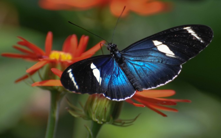 Wallpapers Animals Insects - Butterflies Papillon bleu