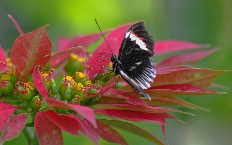 Fonds d'cran Animaux Insectes - Papillons Papillon