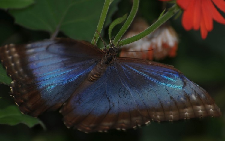 Fonds d'cran Animaux Insectes - Papillons Papillon bleu