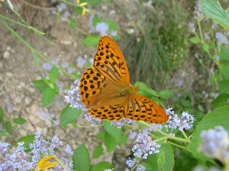 Wallpapers Animals Insects - Butterflies tabac d' Espagne