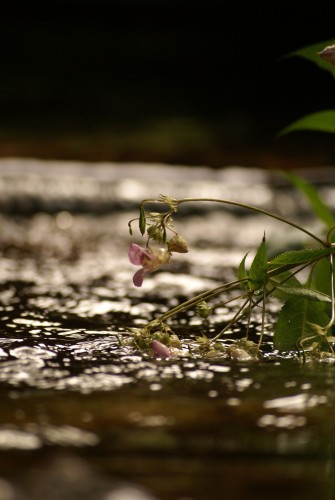 Fonds d'cran Nature Divers - Compositions Fane, emporte...