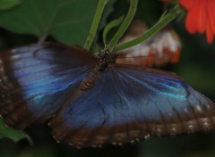 Fonds d'cran Animaux Papillon bleu