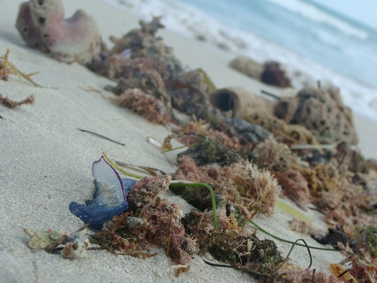 Wallpapers Nature Seas - Oceans - Beaches Bord de mer