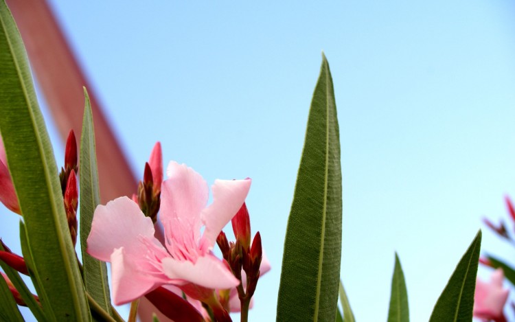 Fonds d'cran Nature Fleurs Fleur rose