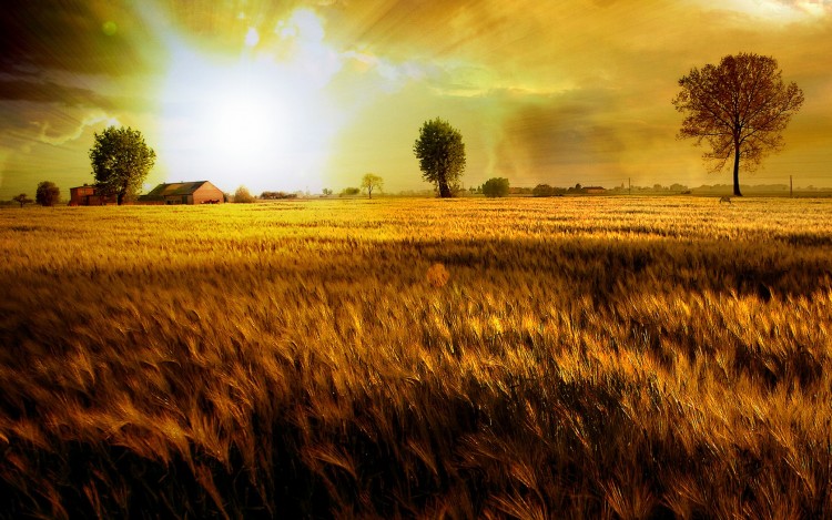 Wallpapers Nature Fields Fields Of Gold