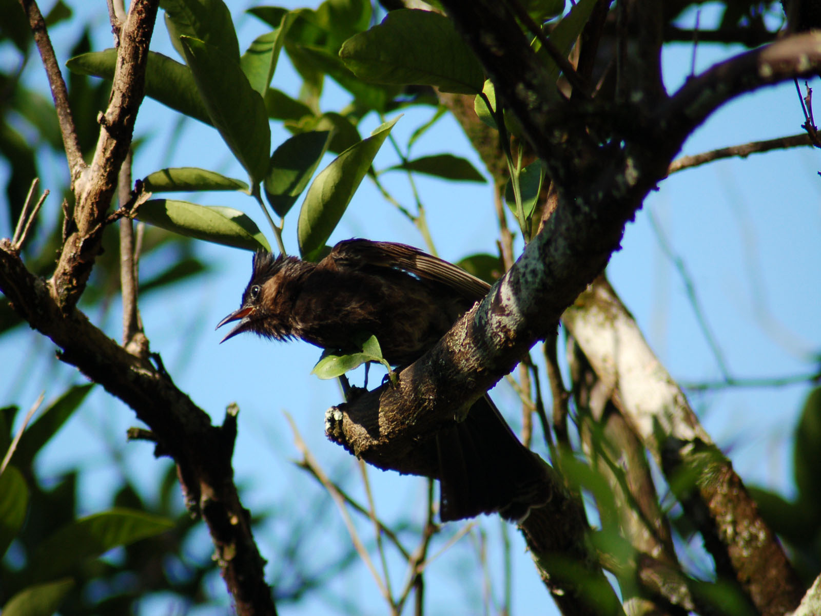 Wallpapers Animals Birds - Misc J'ai faim!