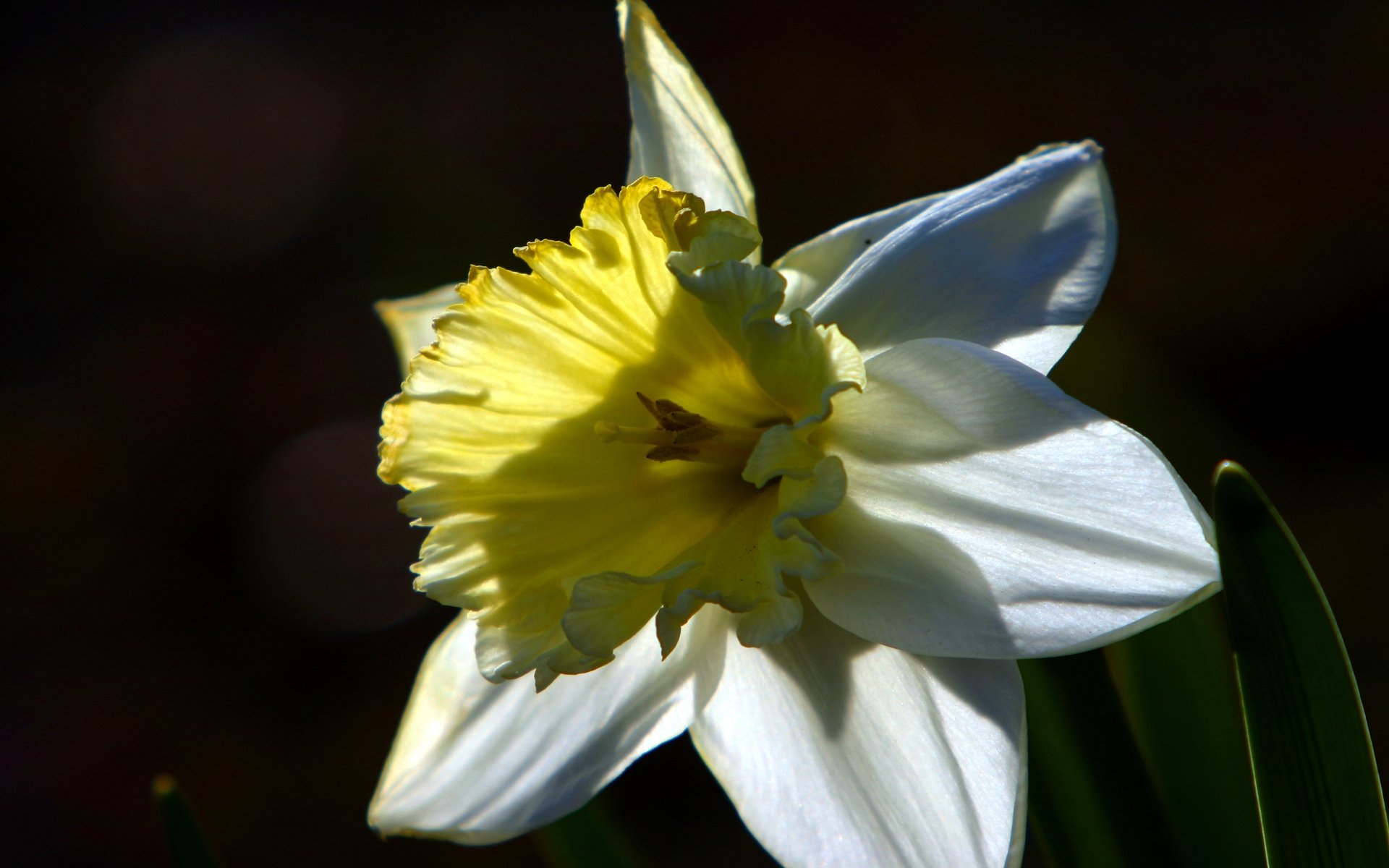 Wallpapers Nature Flowers Jonquille