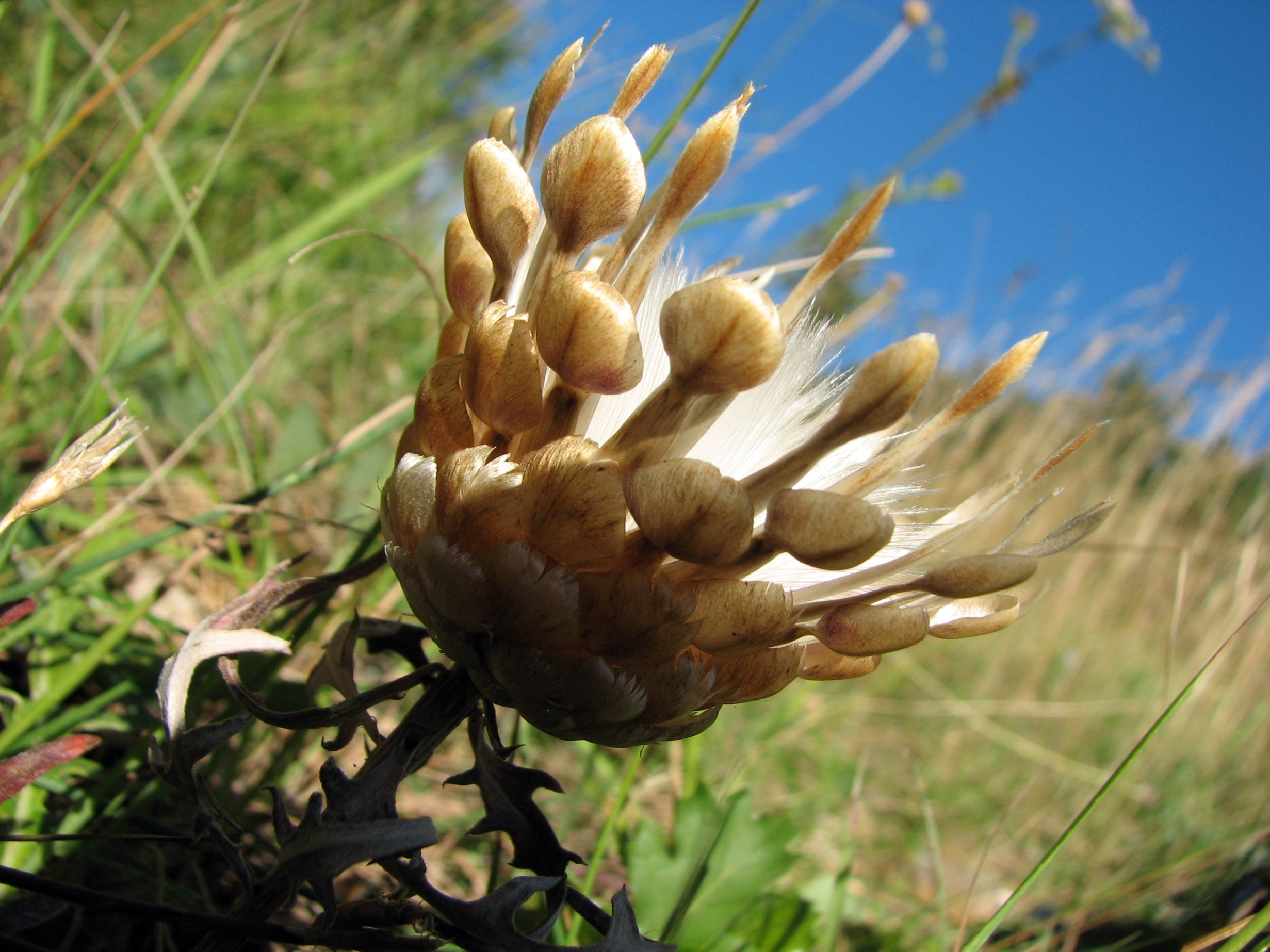 Fonds d'cran Nature Fleurs euze conifre