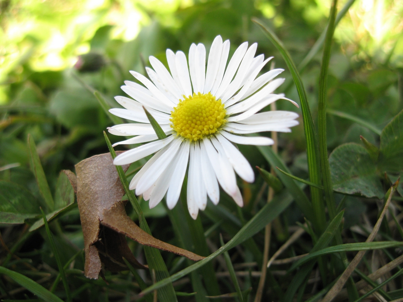 Wallpapers Nature Flowers Paquerette se liant d'amiti avec une feuille morte