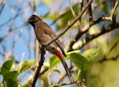 Wallpapers Animals bubu a  queue rouge