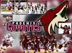 Wallpapers Sports - Leisures Phoenix Coyotes