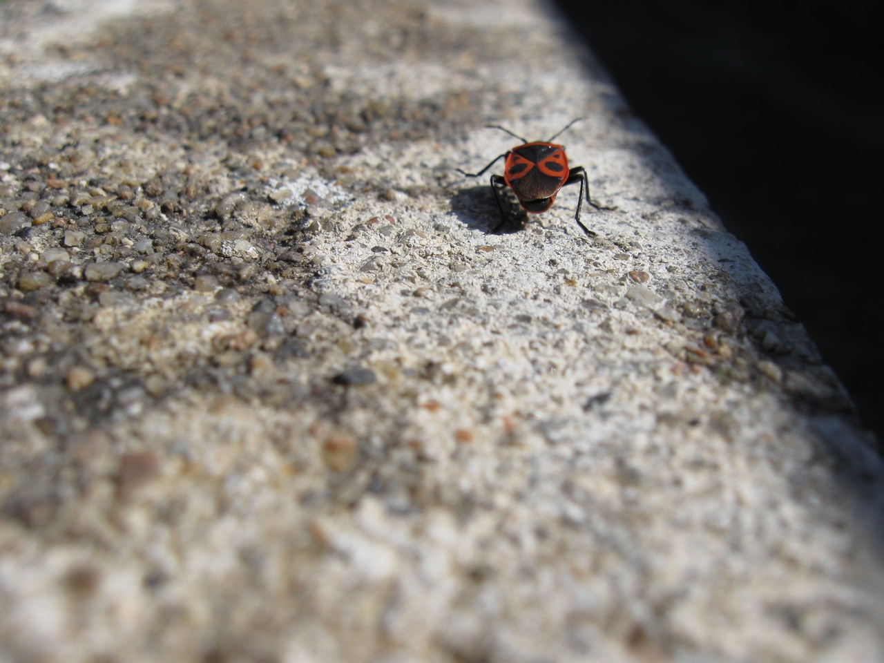 Fonds d'cran Animaux Insectes - Gendarmes Dlit de fuite...